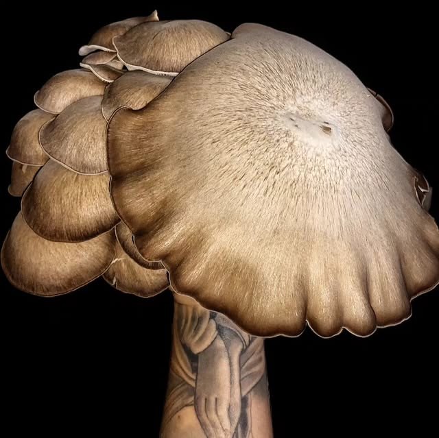 Black pearl mushrooms