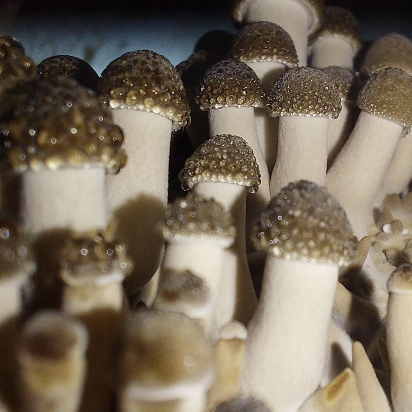 Blue oyster mushrooms