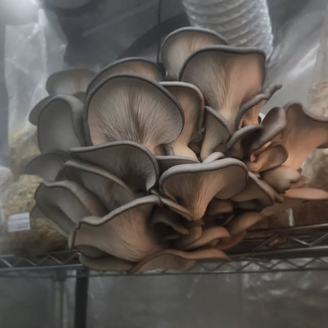 Oyster mushrooms growing