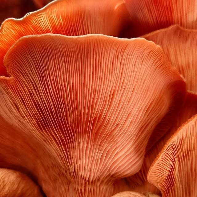 Pink oyster mushrooms
