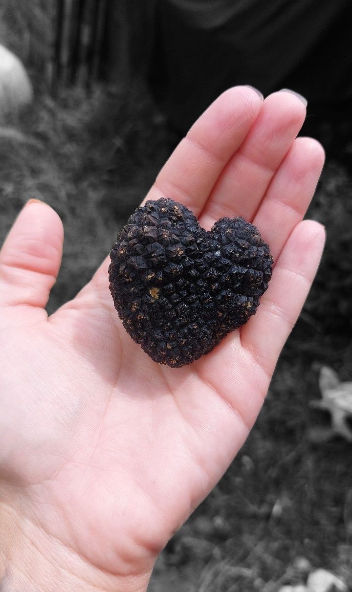 Truffle